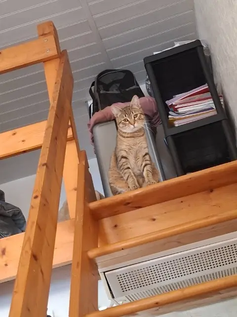 cat lost    Nantes Hector