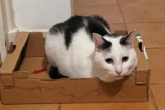 chat lost    Nantes Jack