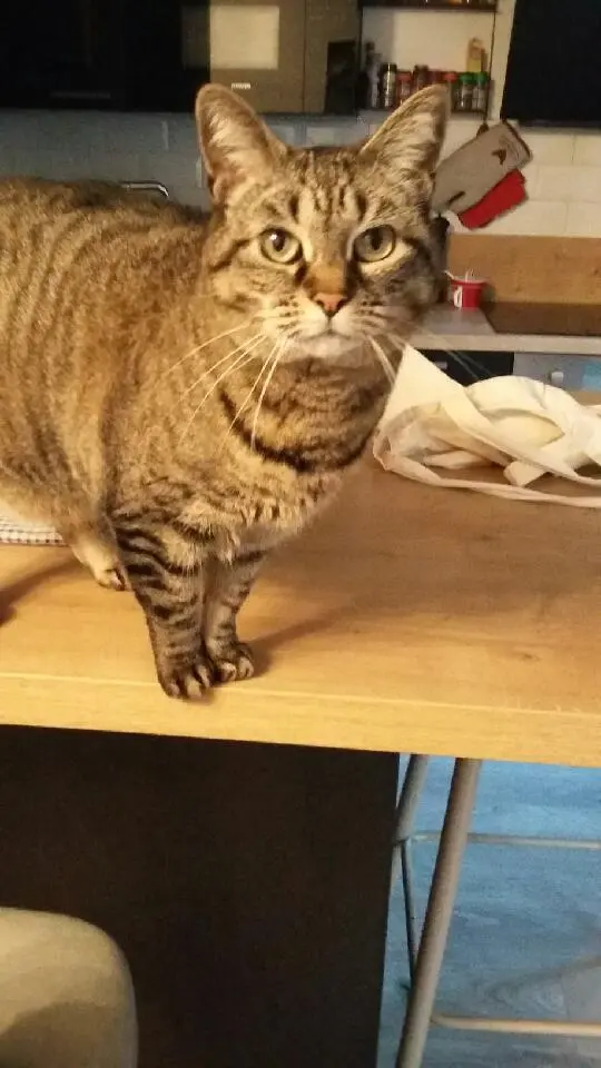 Chat Perdu 44 Loire-Atlantique Nantes - Jiji Chat Perdu 44 Loire-Atlantique Nantes - Jiji
