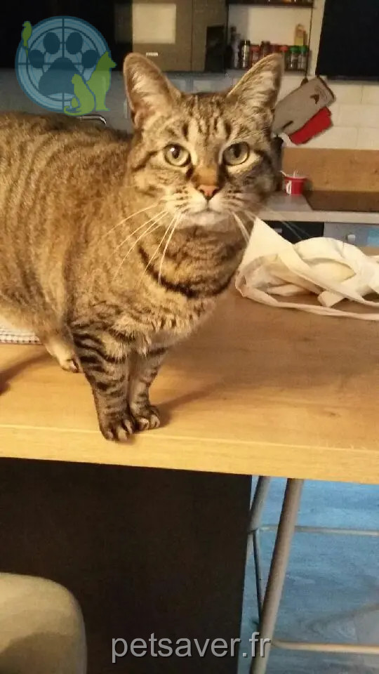 Chat Perdu 44 Loire-Atlantique Nantes - Jiji Chat Perdu 44 Loire-Atlantique Nantes - Jiji