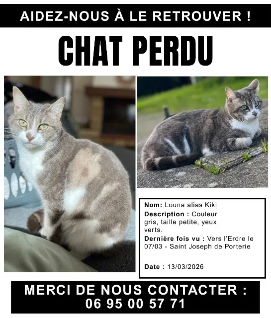 chat lost    Nantes Kiki
