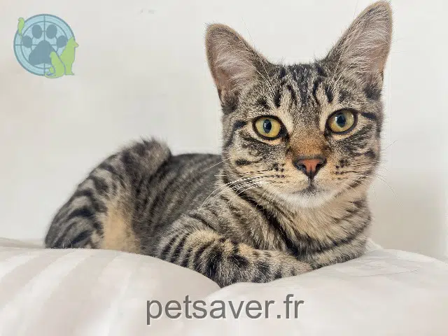 chat lost Nantes Klaus