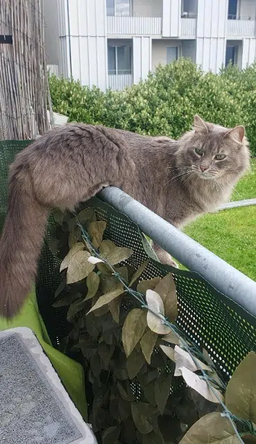 chat lost    Nantes Leonard