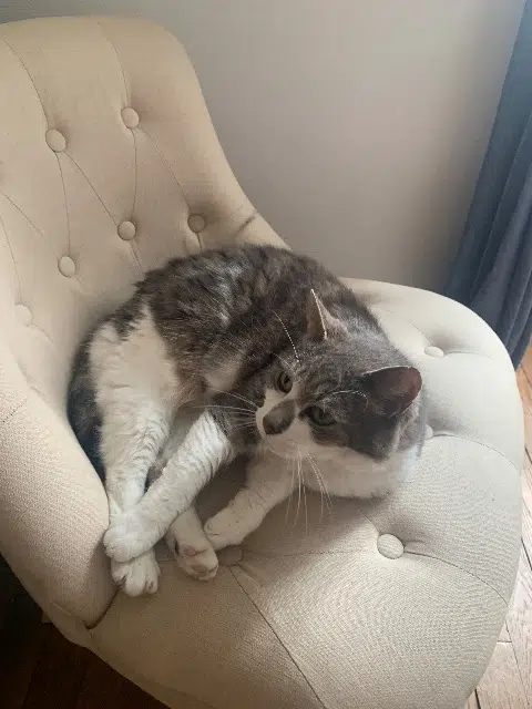 chat lost    Nantes Lucky