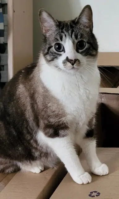 chat lost    Nantes Luffy