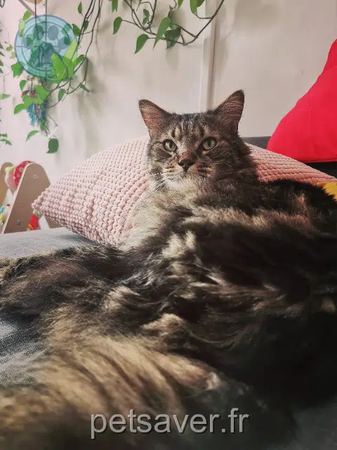 chat lost    Nantes Léon