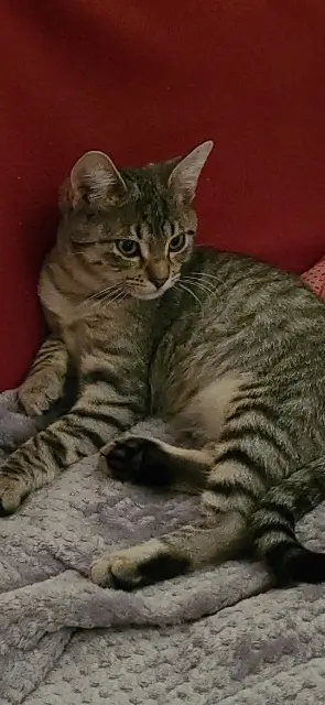 chat lost    Nantes Mallow