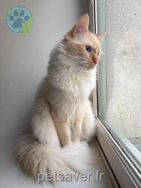 chat lost    Nantes Marcel