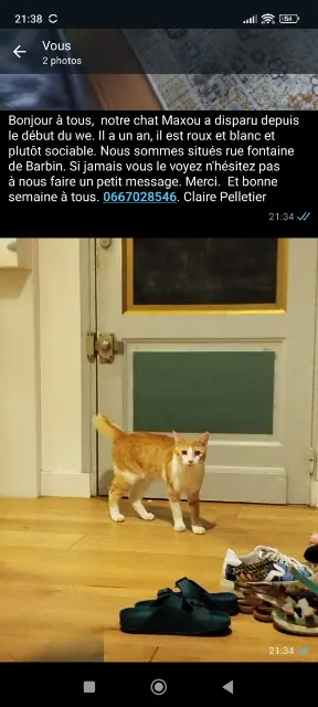 chat lost    Nantes Maxou