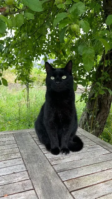 chat lost    Nantes Miles