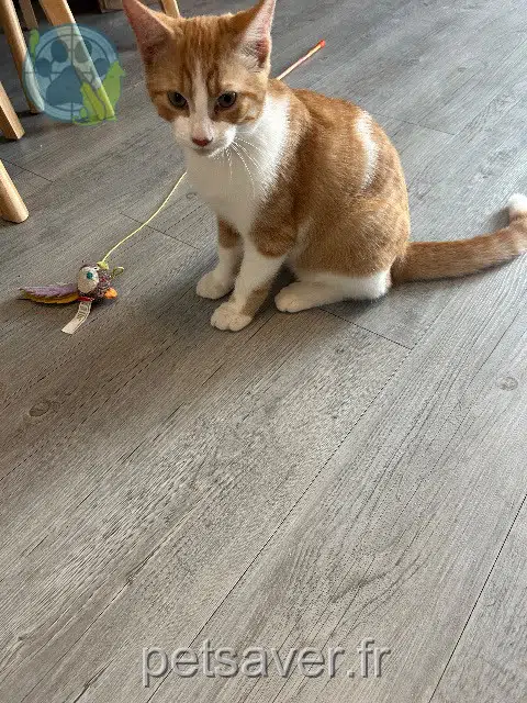 chat lost    Nantes Milo