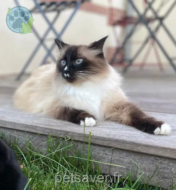 chat lost    Nantes Milou