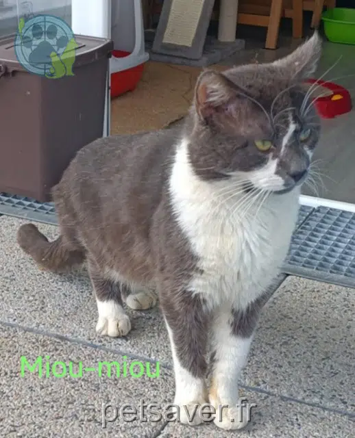 chat lost Nantes Mioumiou
