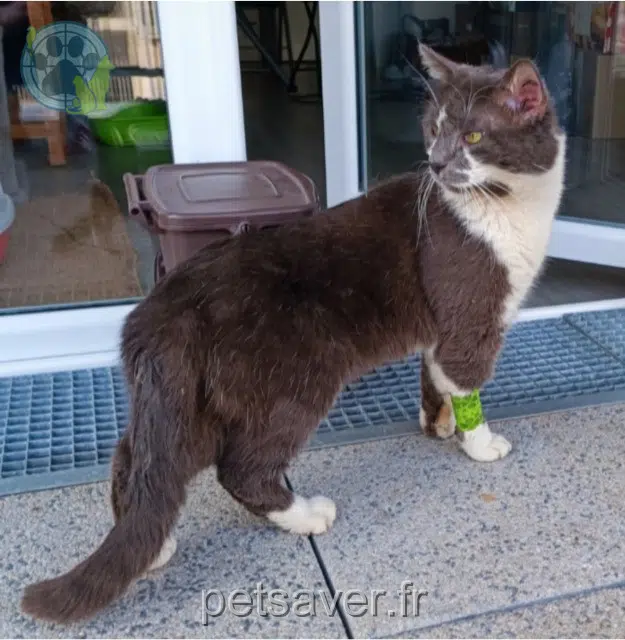 chat lost    Nantes Mioumiou