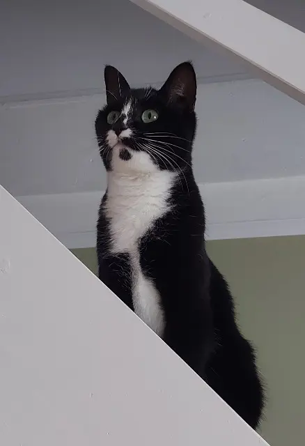 chat lost    Nantes Molly