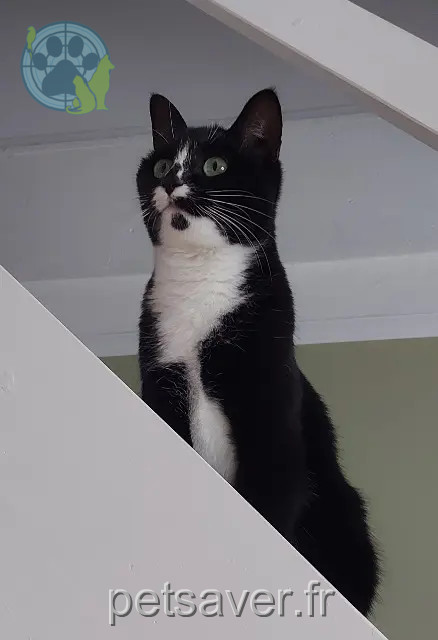 kater vermist Nantes Molly kater lost Nantes Molly