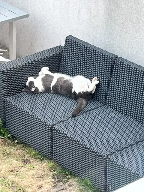 chat lost    Nantes Moon