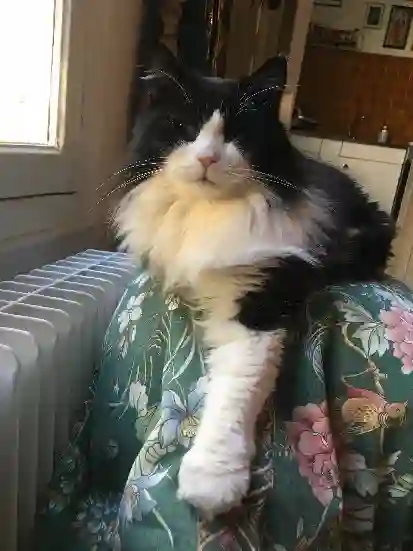 Chat Perdu 44 Loire-Atlantique Nantes - Moustache Chat Perdu 44 Loire-Atlantique Nantes - Moustache