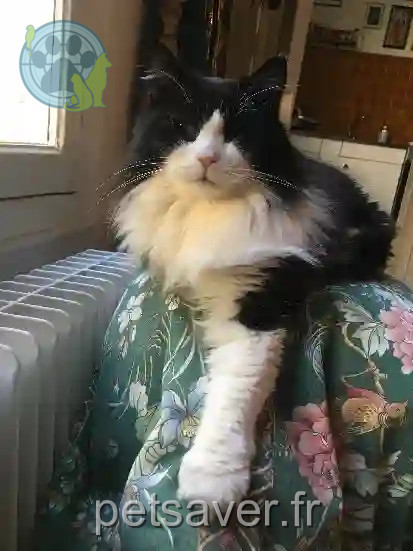 Chat Perdu 44 Loire-Atlantique Nantes - Moustache Chat Perdu 44 Loire-Atlantique Nantes - Moustache