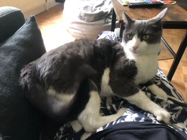 chat lost    Nantes Onyx
