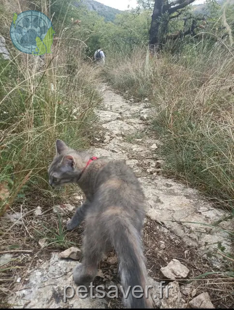 Kater vermisst Nantes Orion Kater lost Nantes Orion