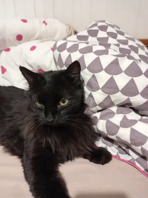 chat lost    Nantes Poppy