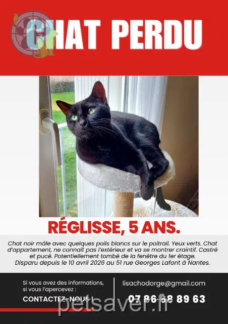 gato perdido Nantes Réglisse gato lost Nantes Réglisse