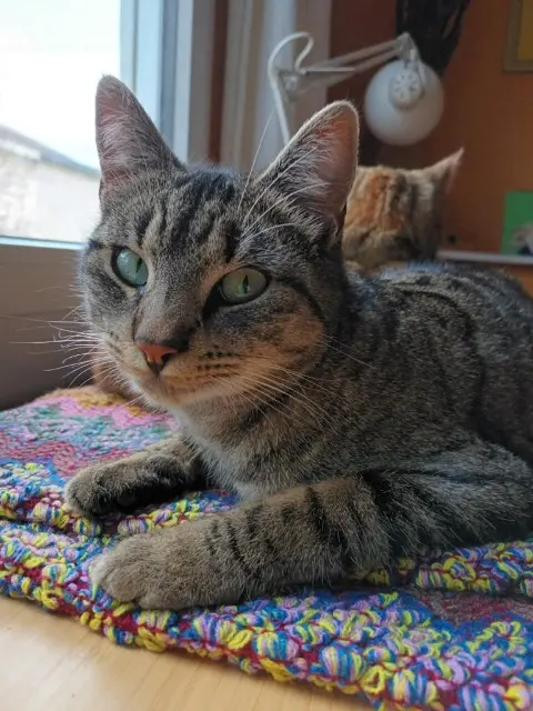 chat lost    Nantes Sacha