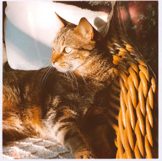 chat lost    Nantes Shelby