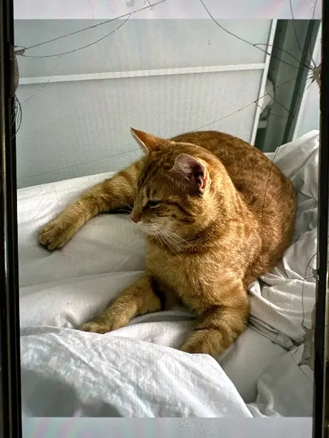 chat lost    Nantes Simba