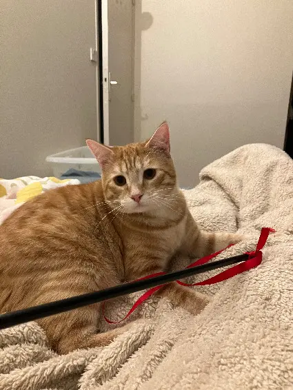Chat Perdu 44 Loire-Atlantique Nantes - Simba Chat Perdu 44 Loire-Atlantique Nantes - Simba