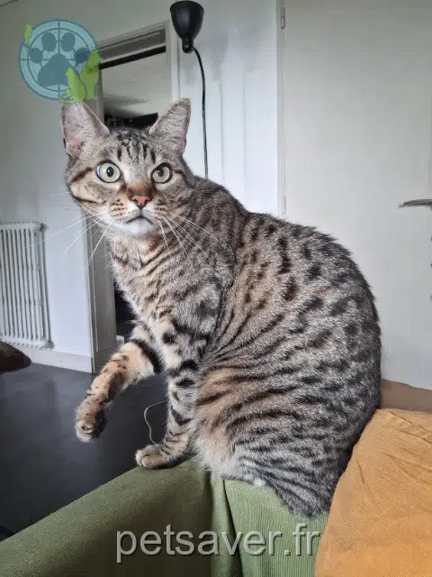 chat lost    Nantes Taz