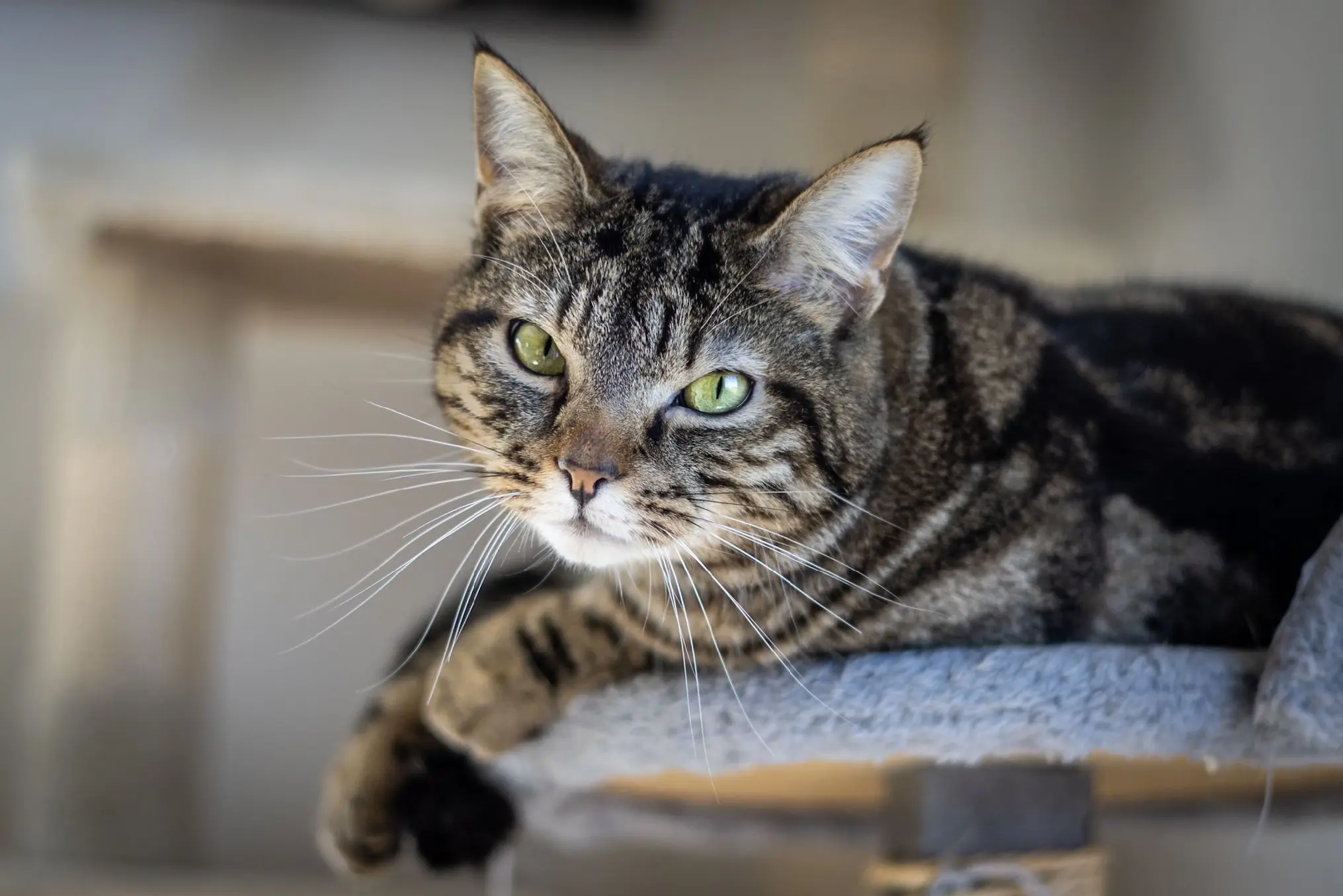 Chat Perdu 44 Loire-Atlantique Nantes - Ti-punch Chat Perdu 44 Loire-Atlantique Nantes - Ti-punch