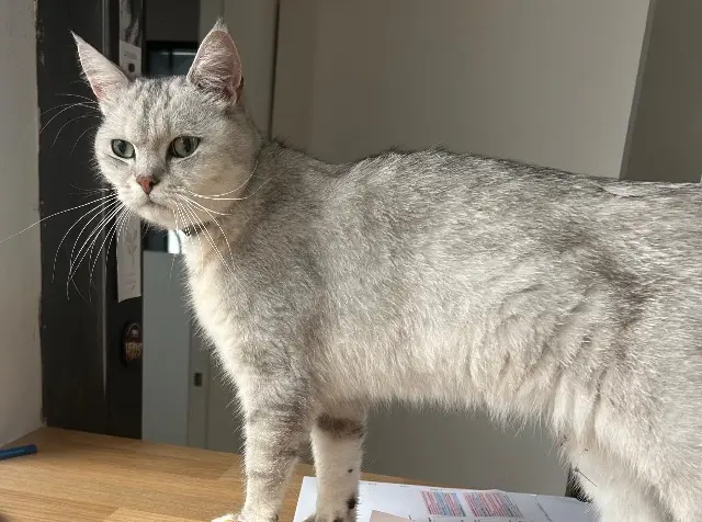 chat lost    Nantes Tiago