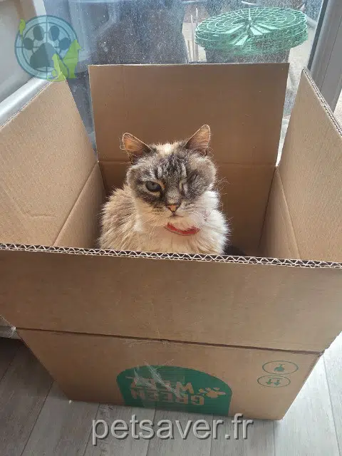 Kater lost Nantes Touffu