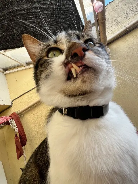 chat lost    Nantes Unik