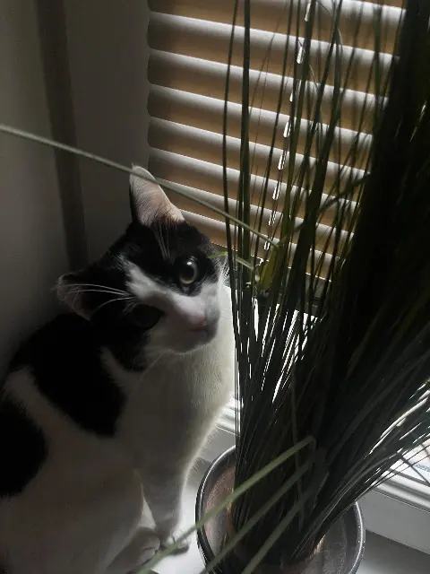 chat lost    Nantes Whisky