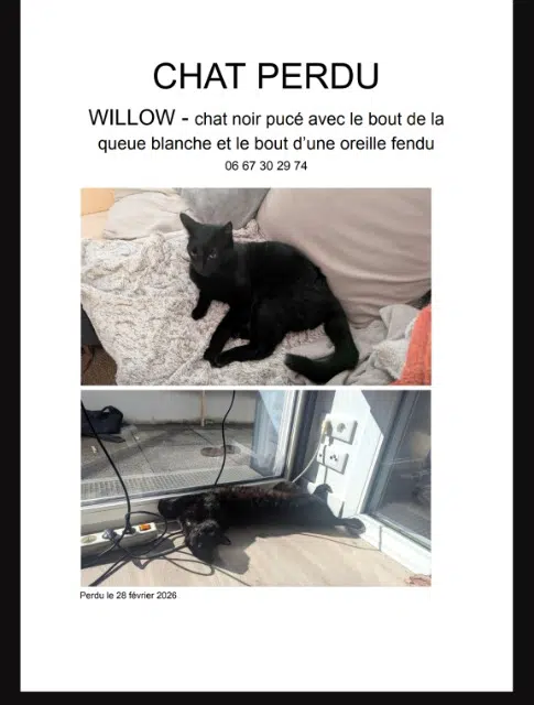 chat lost    Nantes Willow