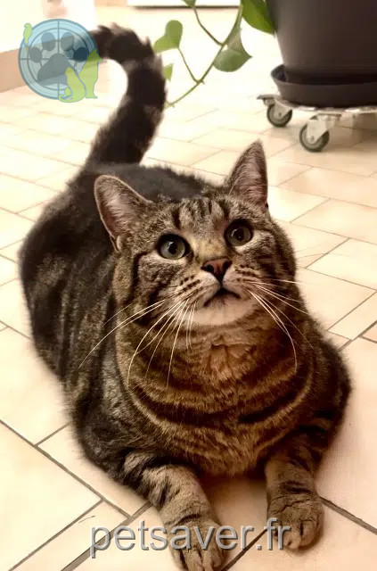 chat lost    Nantes Youpi
