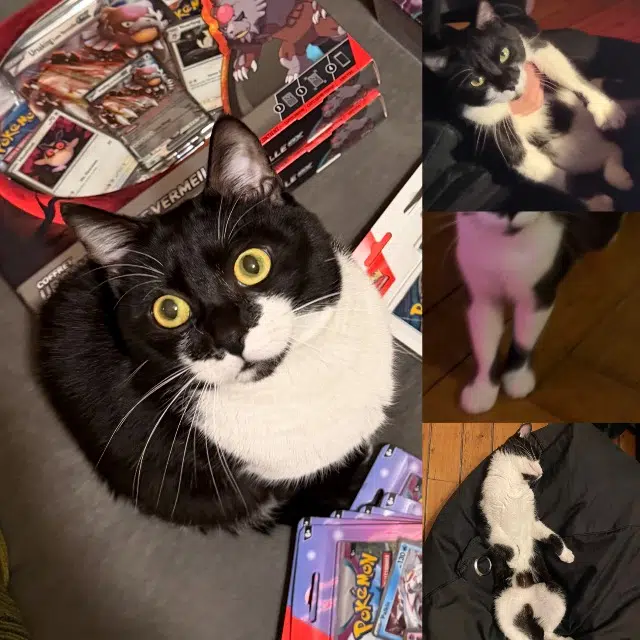 gato perdido Nantes Zorua gato lost Nantes Zorua