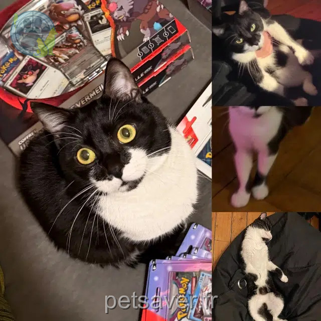 gato perdido Nantes Zorua gato lost Nantes Zorua