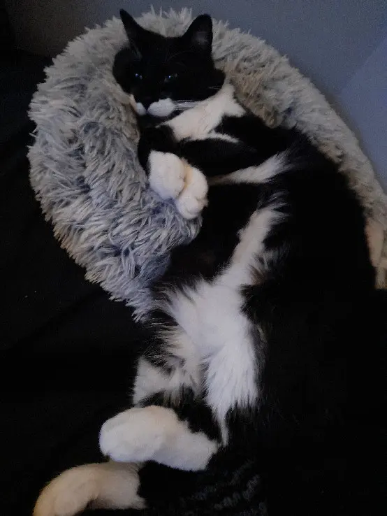 Chat Perdu 44 Loire-Atlantique Nantes - Émeraude. Chat Perdu 44 Loire-Atlantique Nantes - Émeraude.