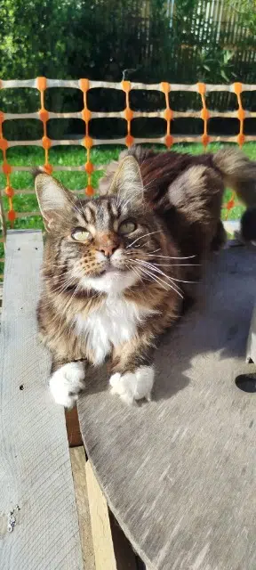 chat perdu 44260 Savenay Naska chat lost 44260 Savenay Naska