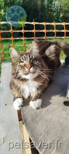 cat lost 44260 Savenay Naska cat lost 44260 Savenay Naska