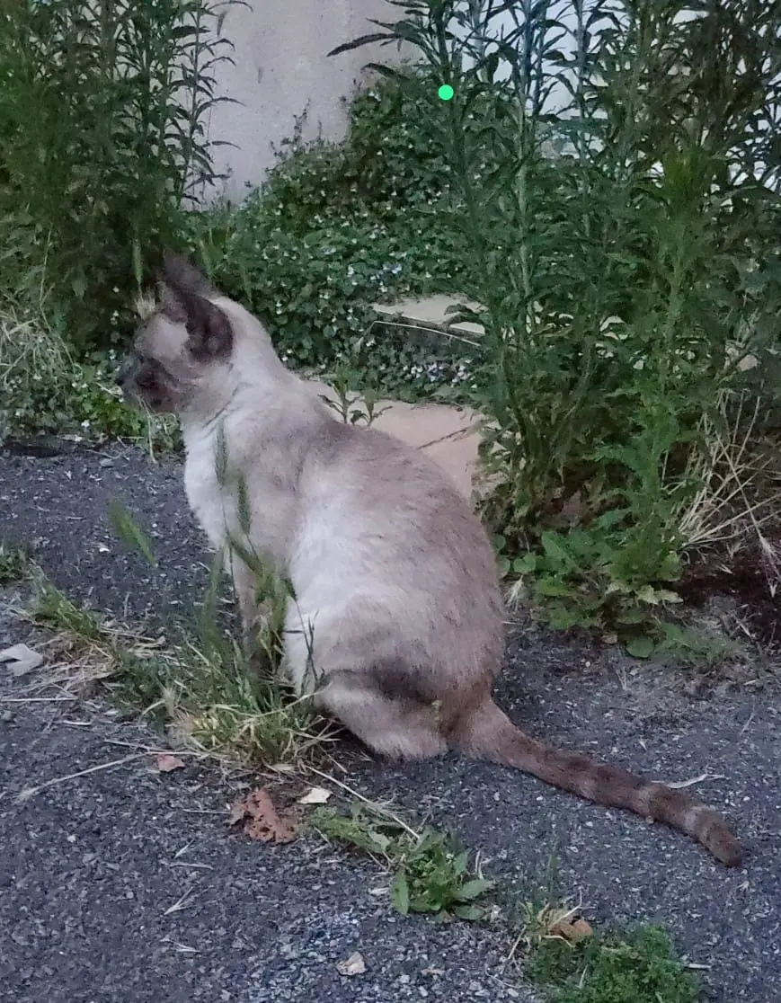 Chat Perdu 44 Loire-Atlantique - Nelson Chat Perdu 44 Loire-Atlantique - Nelson