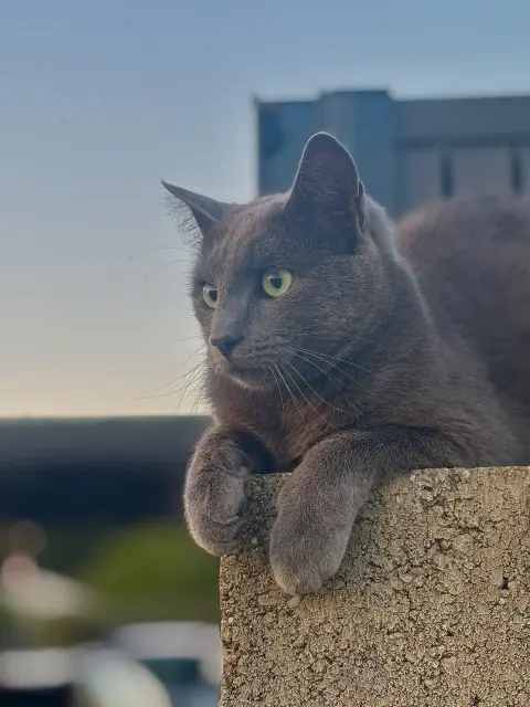 chat lost   44850 Saint-Mars-du-Désert Nexo