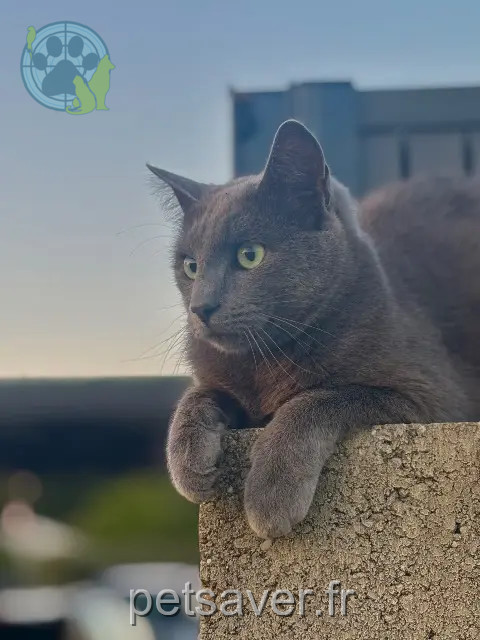 cat lost 44850 Saint-Mars-du-Désert Nexo cat lost 44850 Saint-Mars-du-Désert Nexo
