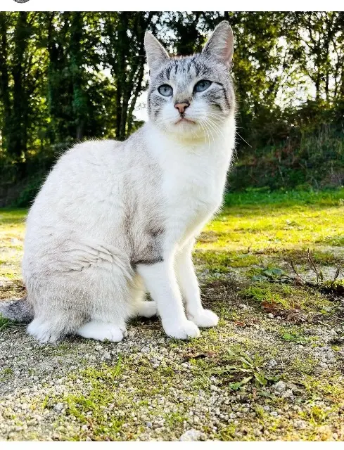 chat lost   44590 Derval Nigdouille