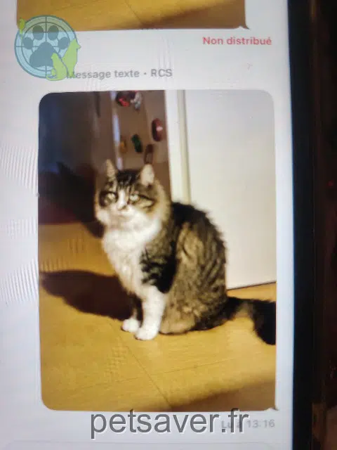 kater vermist 44500 La Baule-Escoublac Ninine kater lost 44500 La Baule-Escoublac Ninine