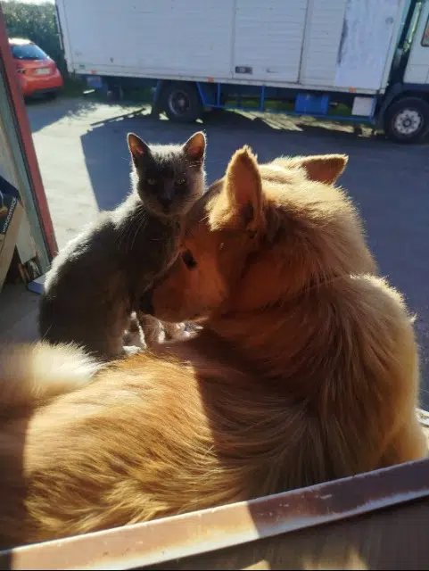 chat lost   44250 Saint-Brevin-les-Pins Nono